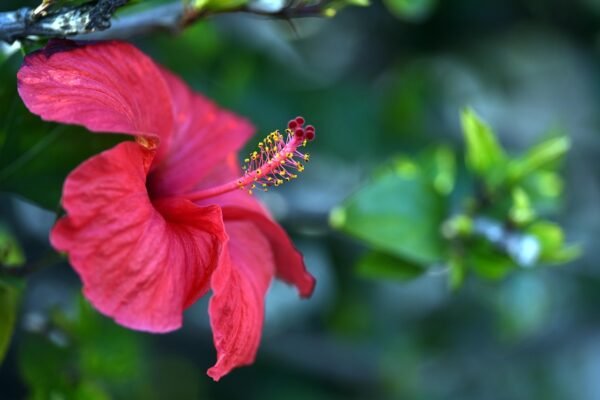 hibiscus, flower wallpaper, nature, red, flower, flower background, pistil, beautiful flowers, plant, spain